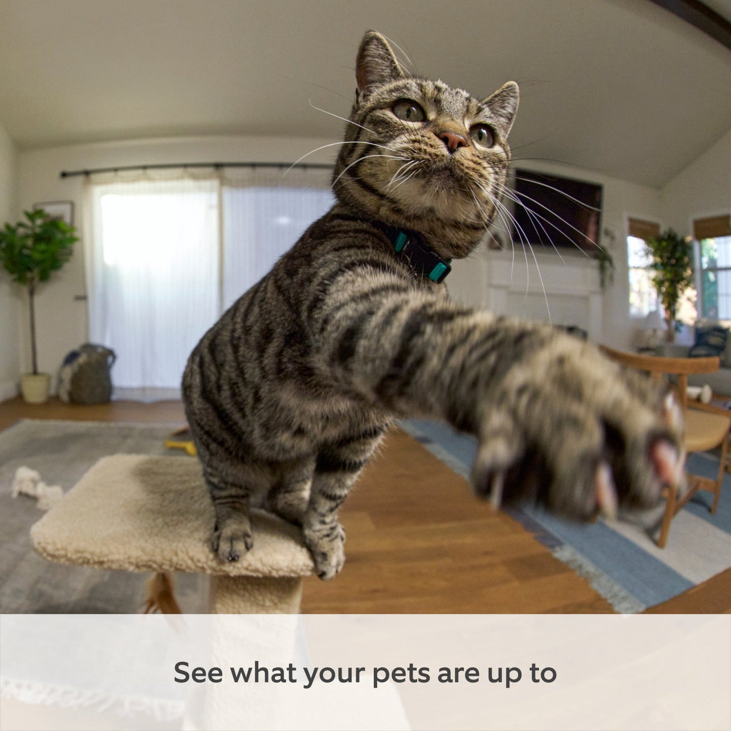 Ring Pan-Tilt Indoor Camera